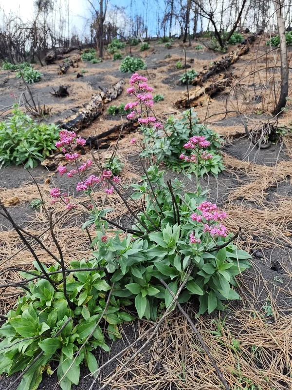 Red Valerian