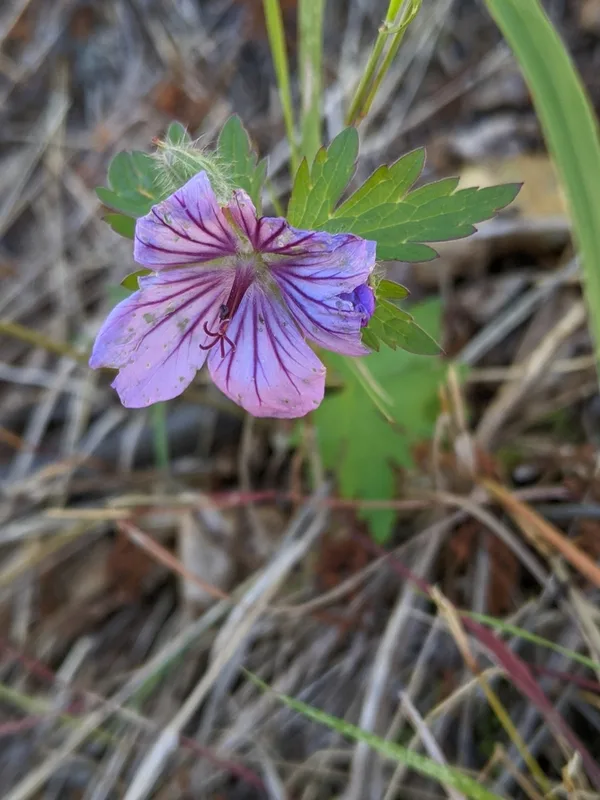 woolly cranesbill