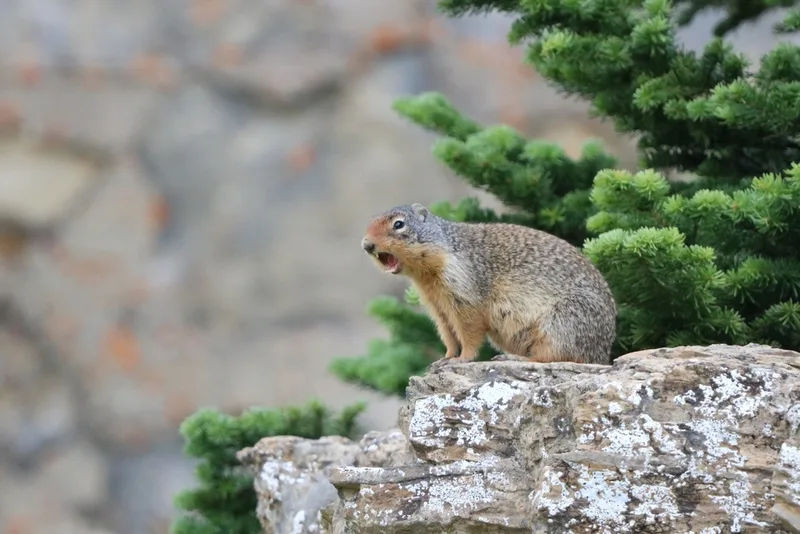 Columbian Ground Squirrel
