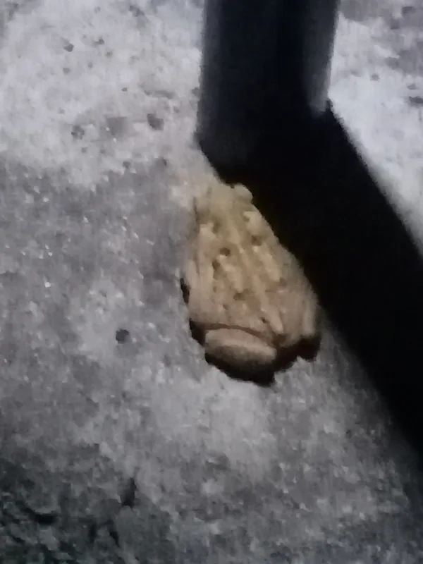 Giant Toad