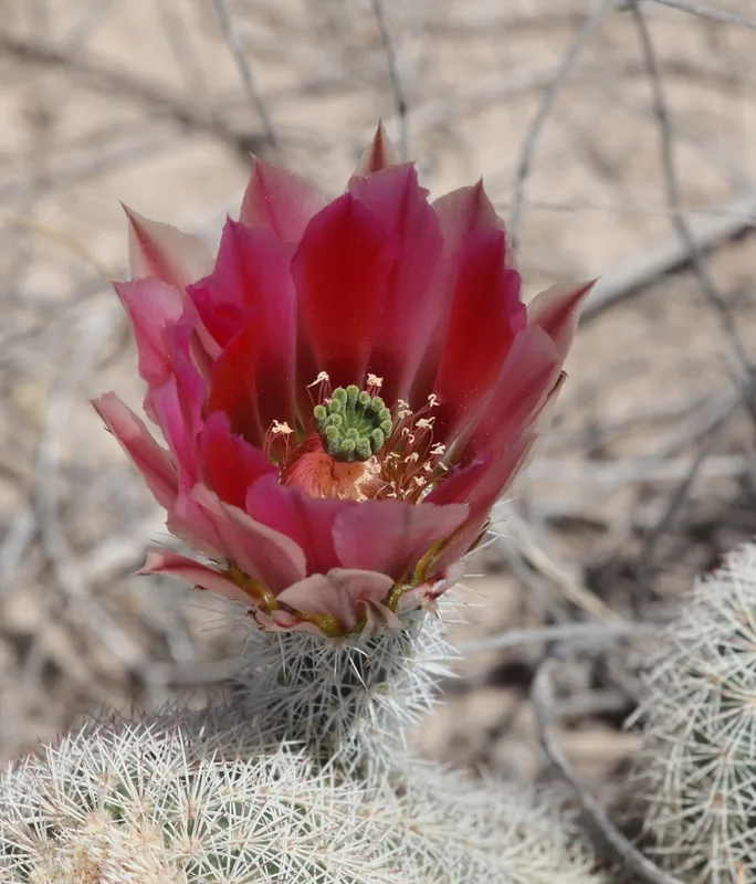 Texas rainbow cactus