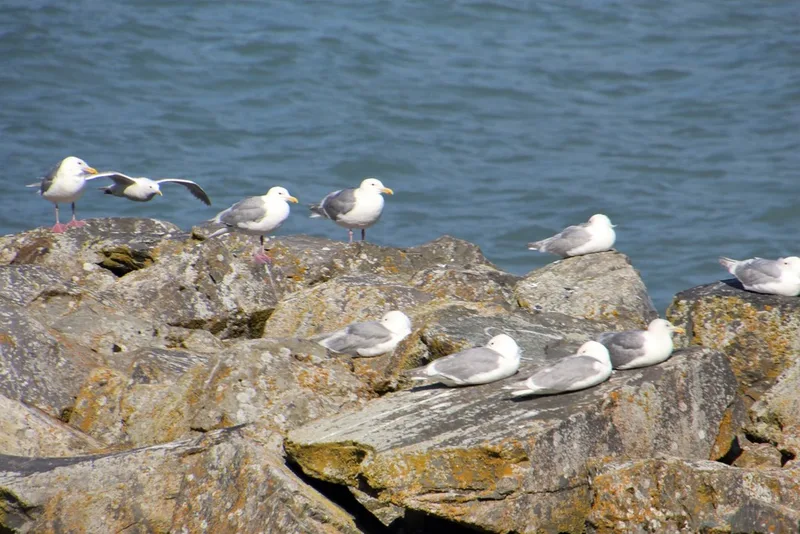 Glaucous-winged Gull