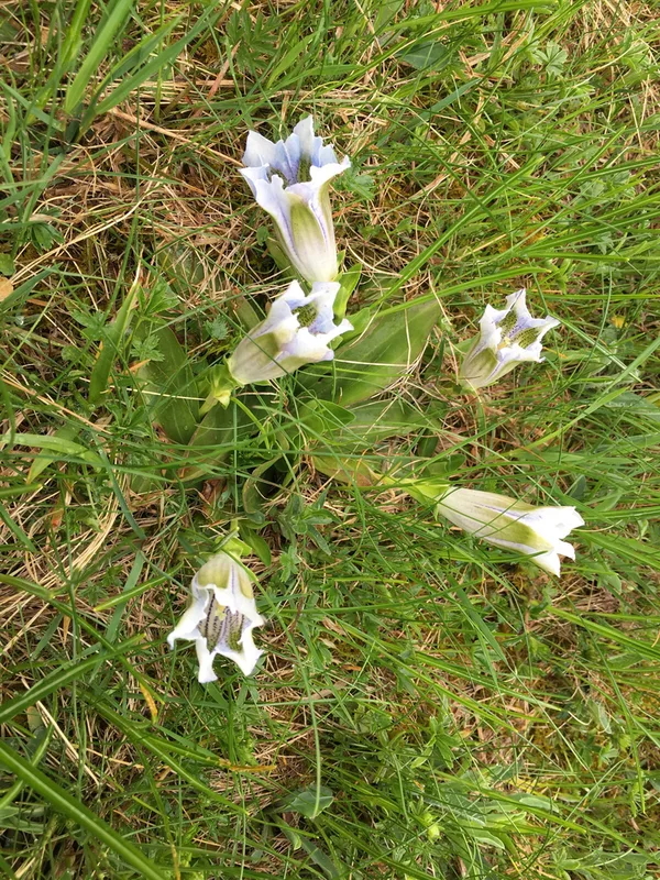 trumpet gentian
