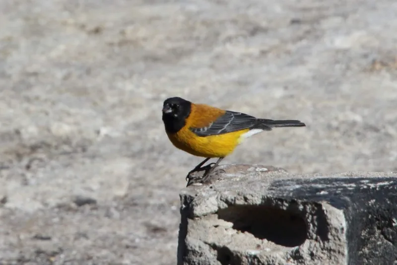 Black-hooded Sierra-Finch