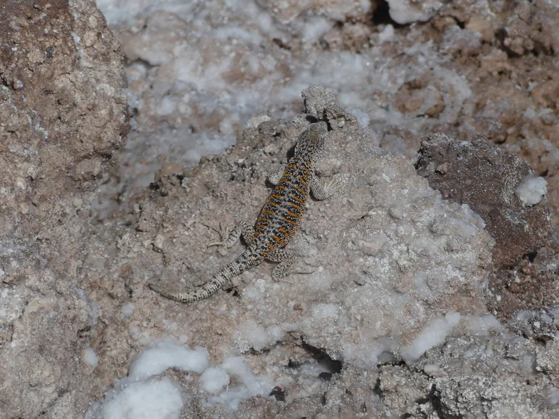 Llano de Vilama Smooth-throated Lizard