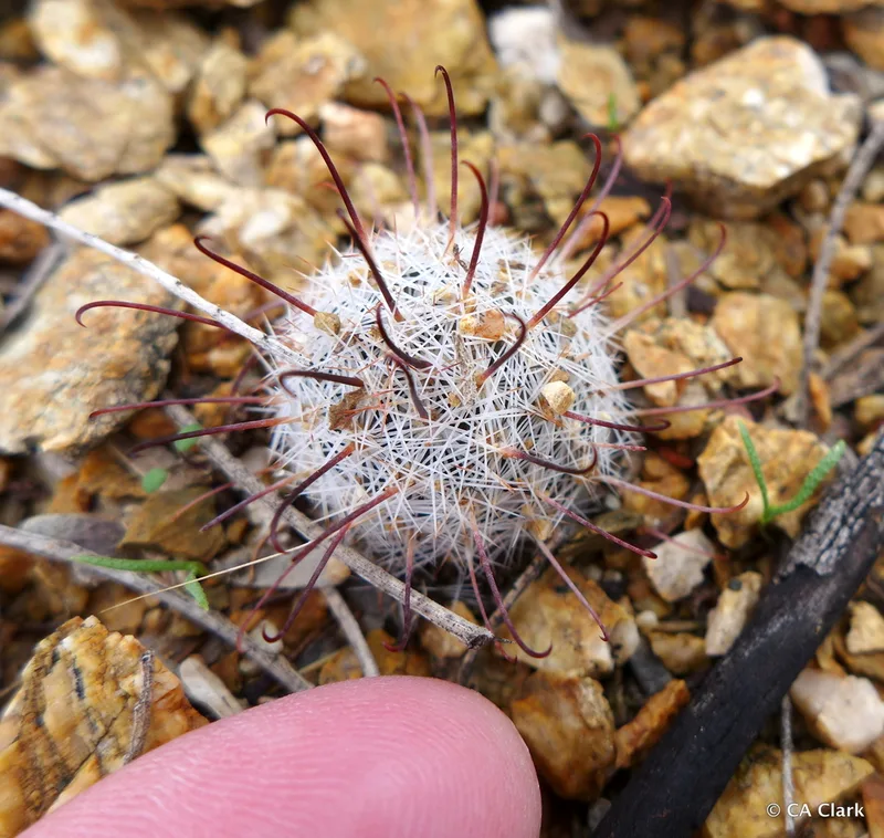 Graham's nipple cactus