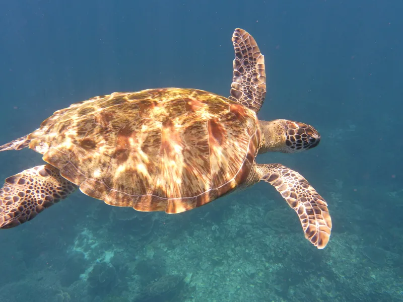 Green Sea Turtle