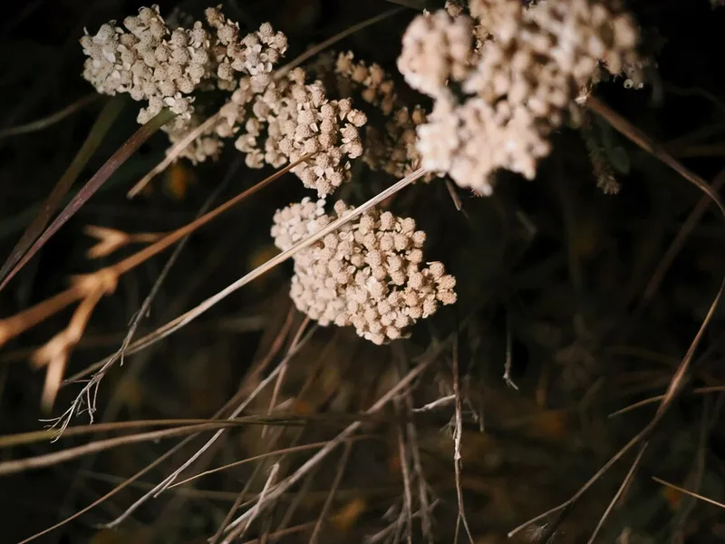 common yarrow