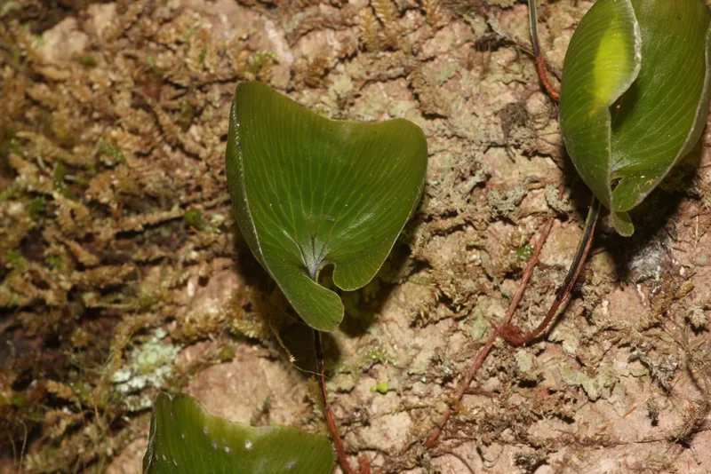 kidney fern