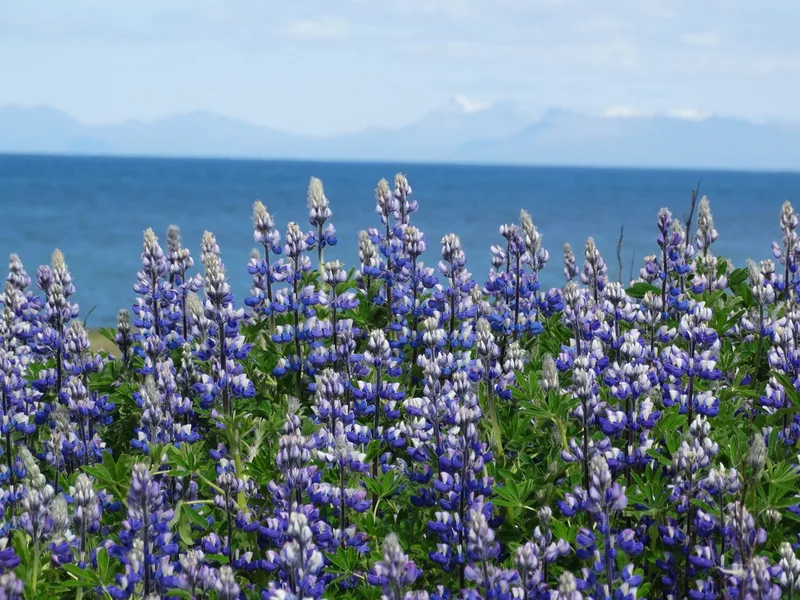 Nootka Lupine