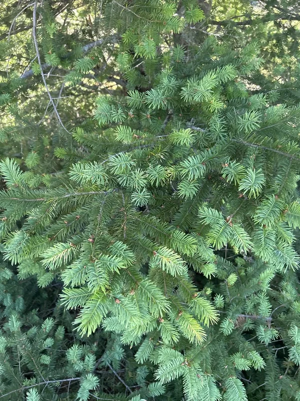 Douglas-fir