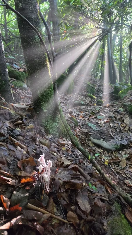 Ghost Pipe