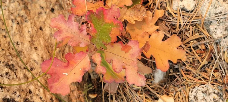 California black oak