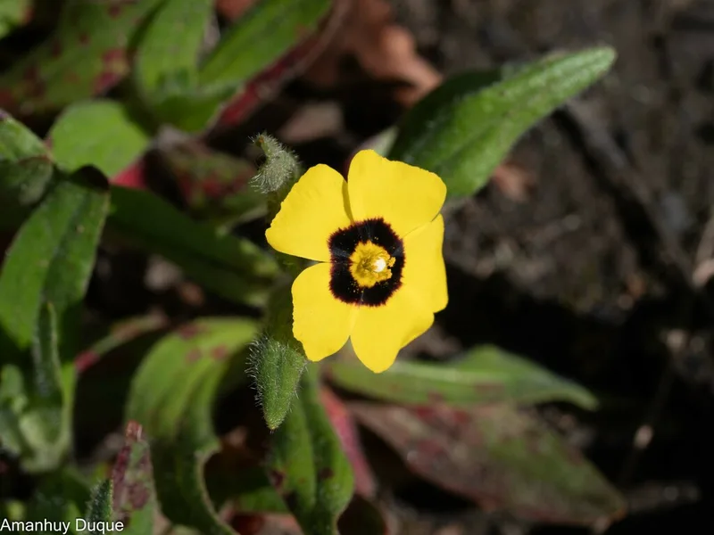 Spotted Rock-rose