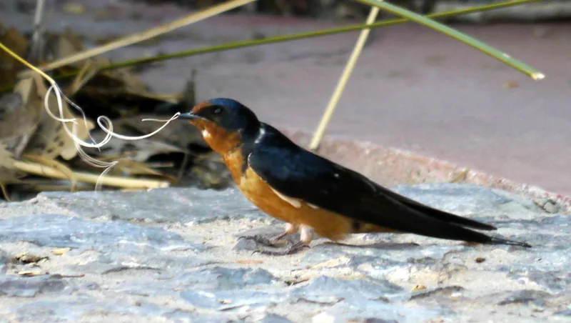 Barn Swallow
