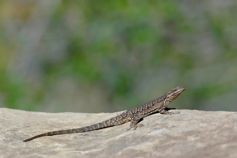 Ornate Tree Lizard