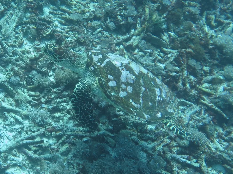 Hawksbill Sea Turtle