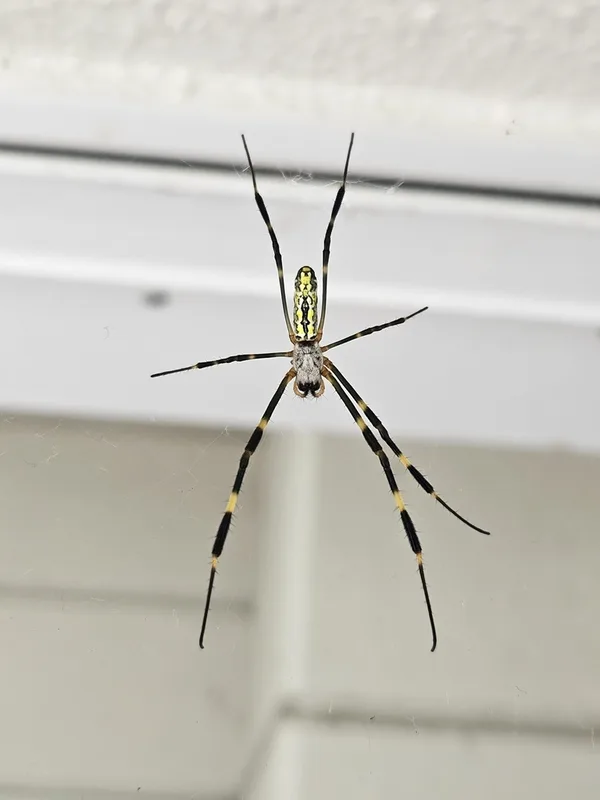 Joro Spider
