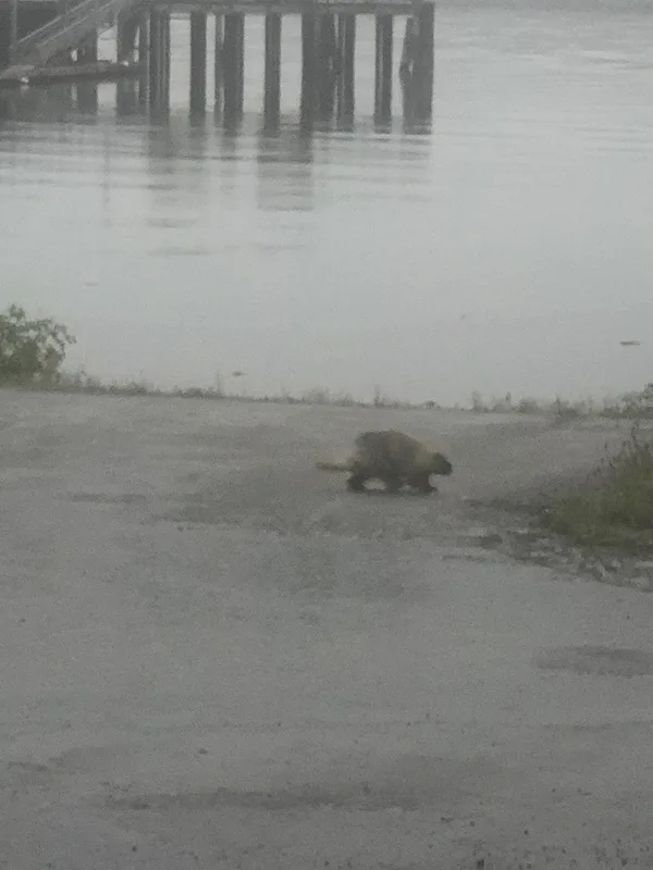 North American Porcupine