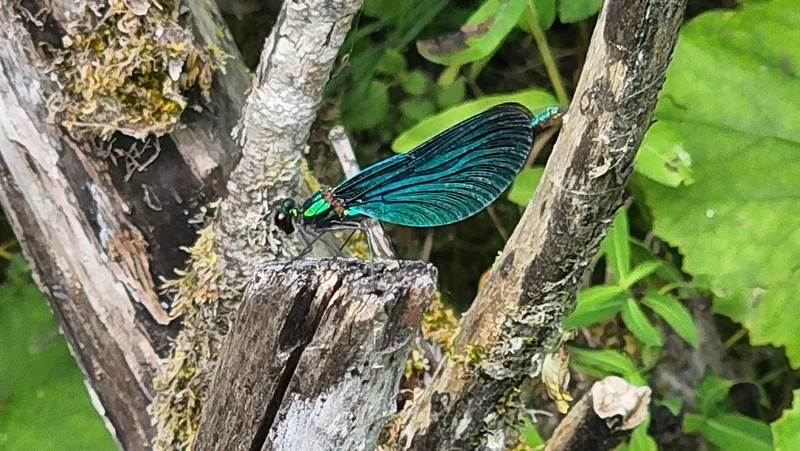 Beautiful Demoiselle