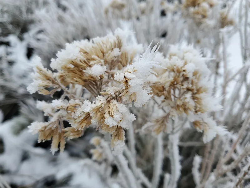 Rubber Rabbitbrush