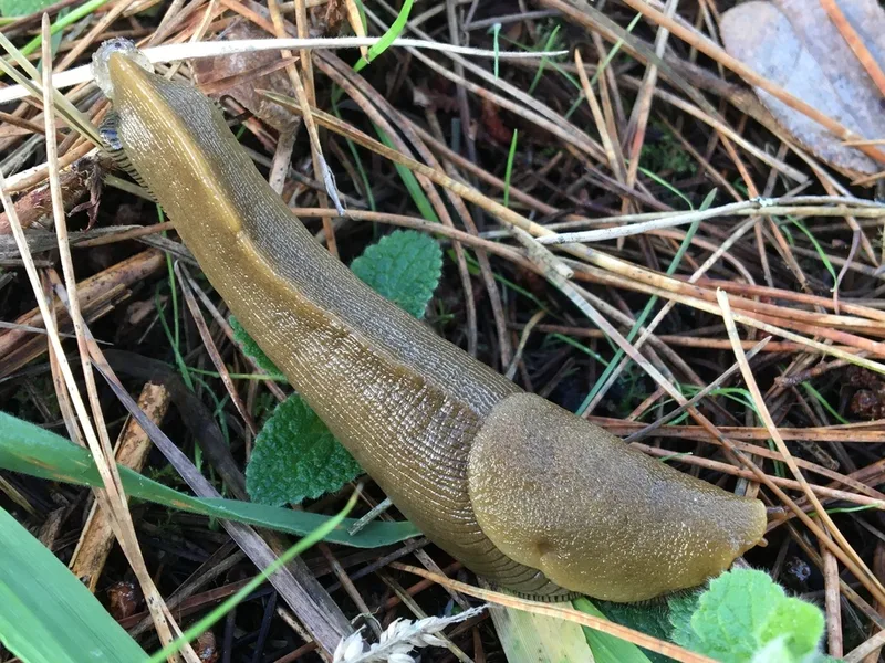 Button's Banana Slug