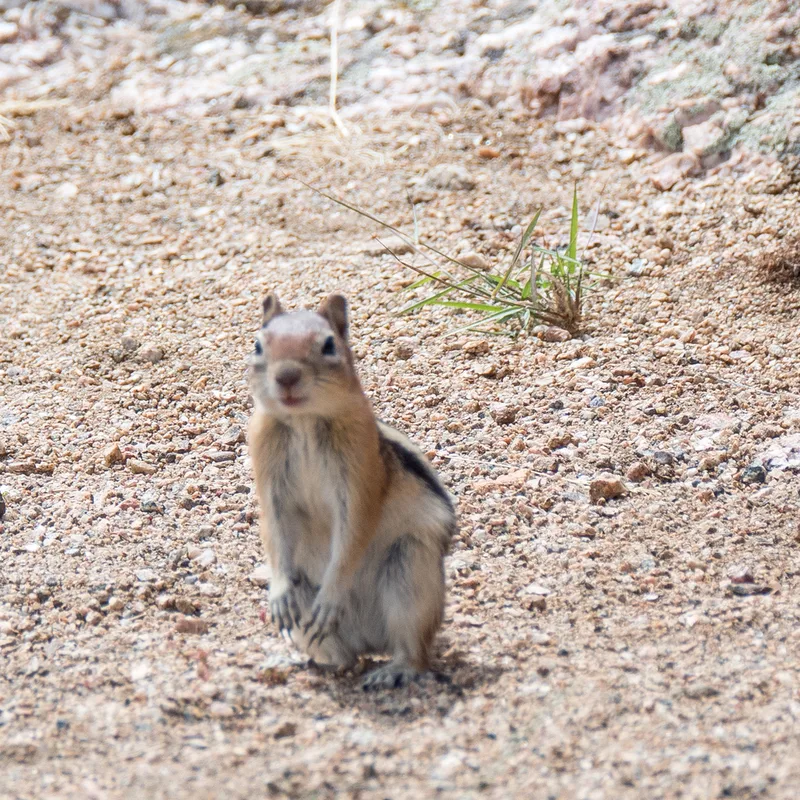 Common Golden-mantled Ground Squirrel