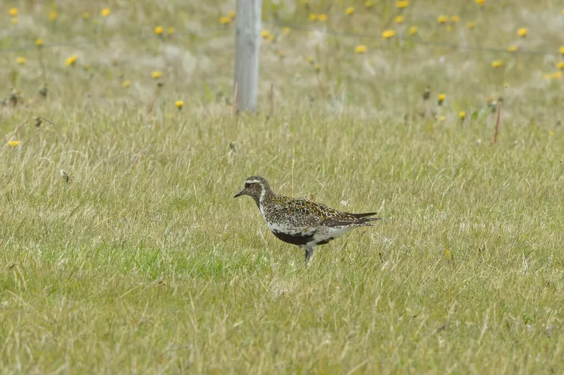 European Golden-Plover