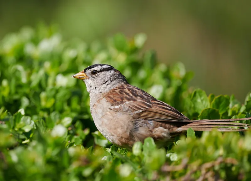 White-crowned Sparrow