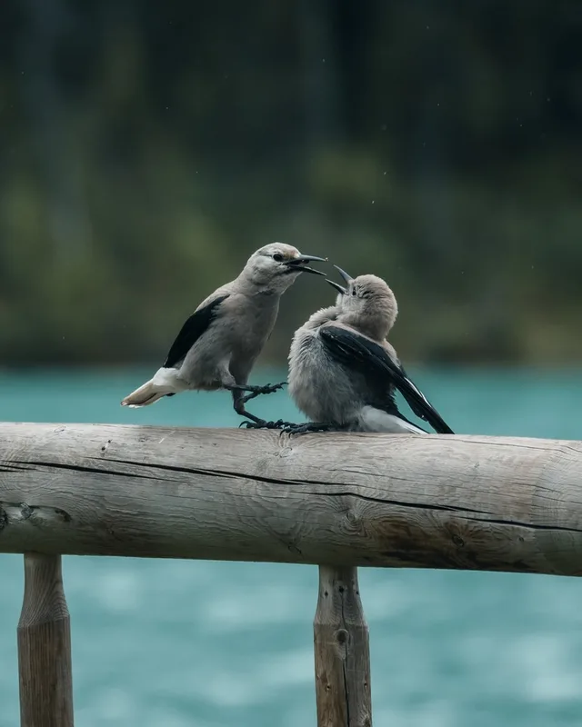 Clark's Nutcracker