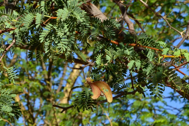 Camel Thorn