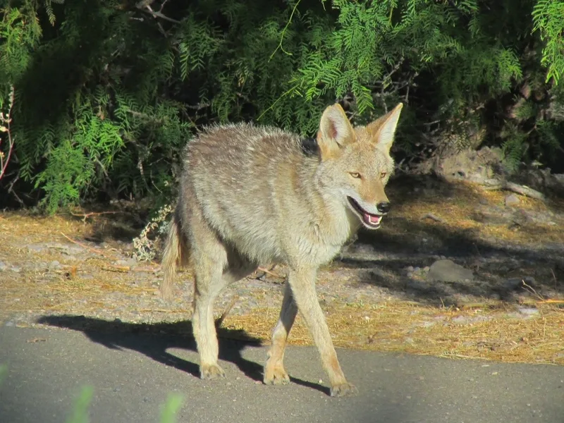 Coyote
