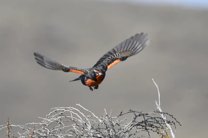 Long-tailed Meadowlark