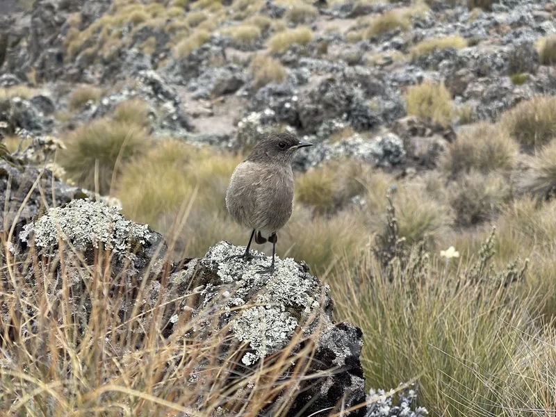 Moorland Chat