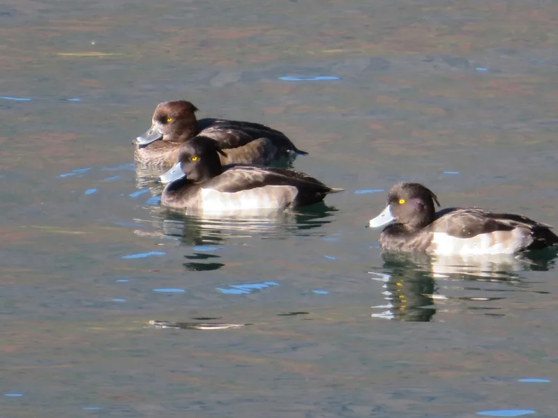 Tufted Duck