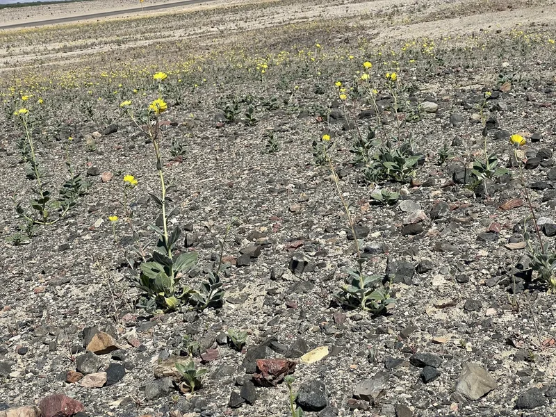 Desert Sunflower