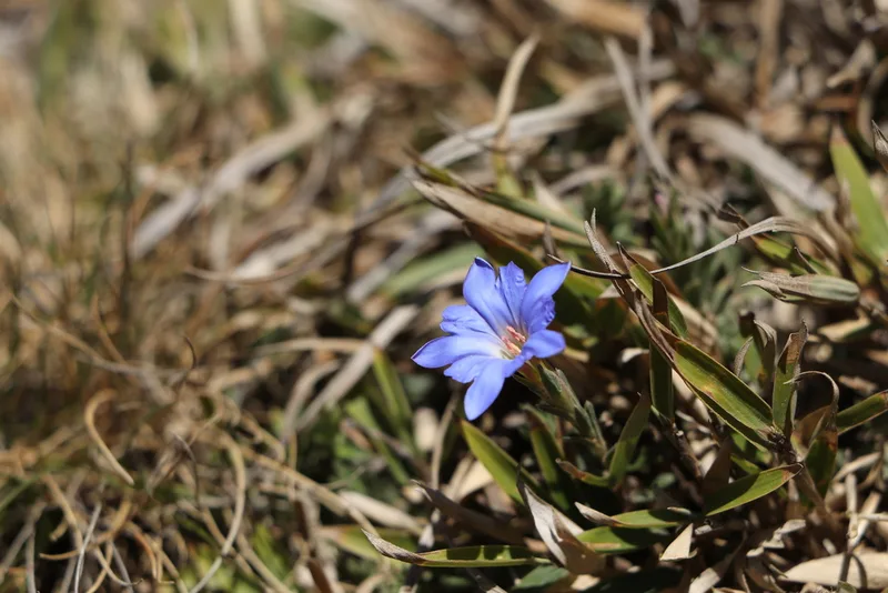 Alishan gentian