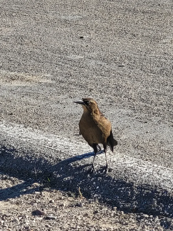 Great-tailed Grackle