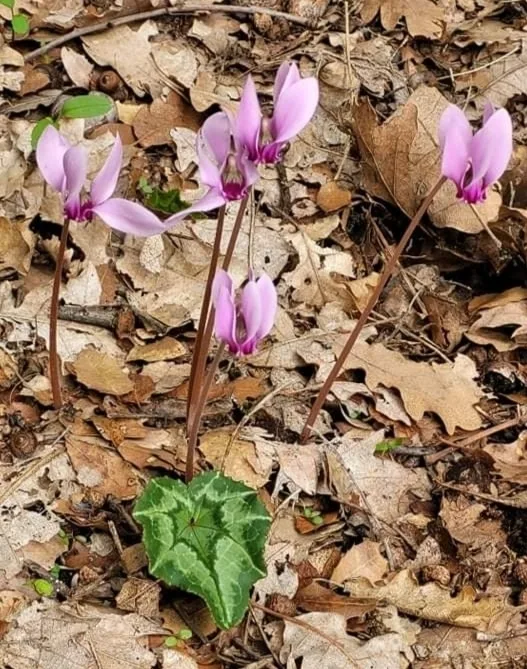 Ivy-leaved cyclamen