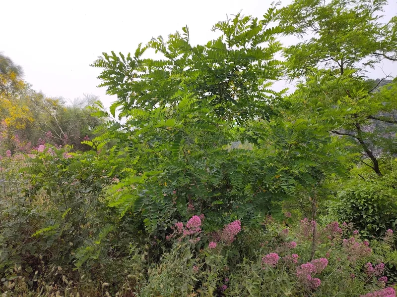 black locust