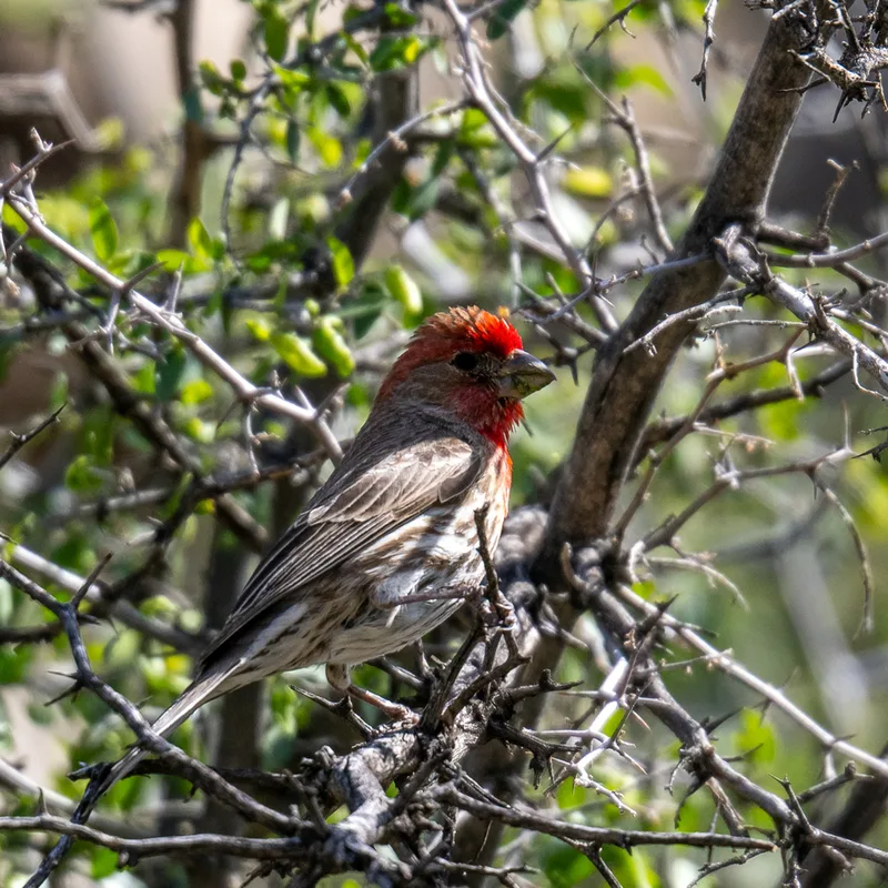 House Finch