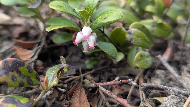 bearberry