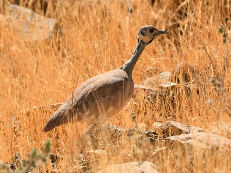 Rüppell's Bustard
