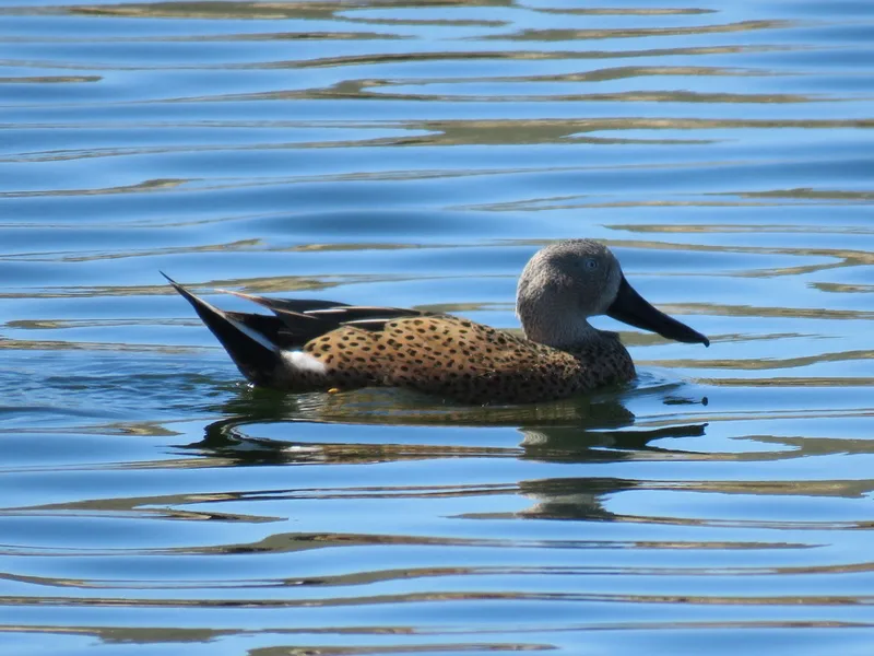 Red Shoveler