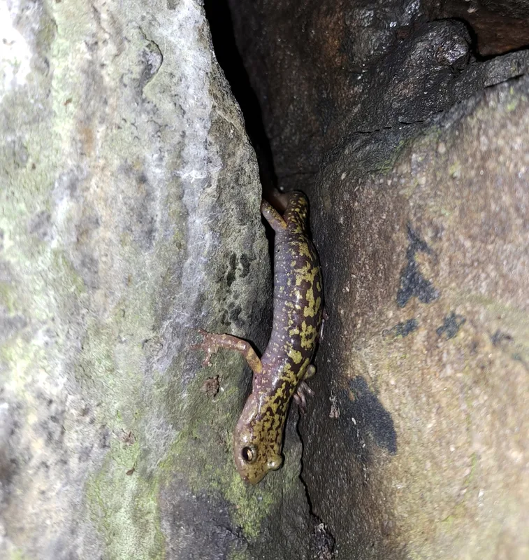 Green Salamander