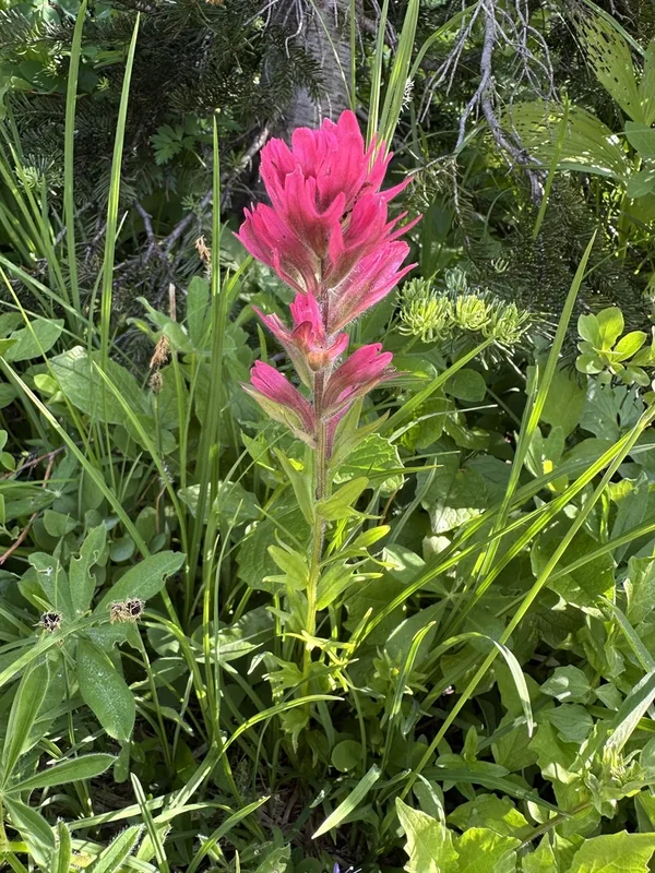 mountain paintbrush