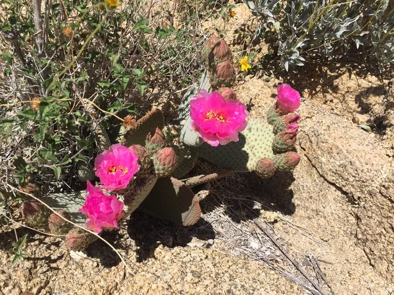 Beavertail Pricklypear