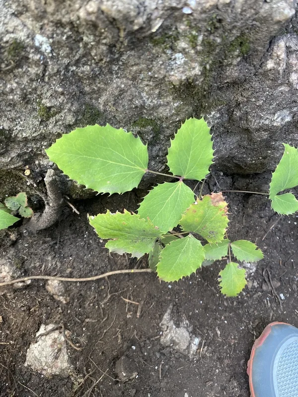 creeping mahonia