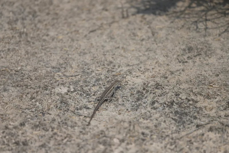 Common Side-blotched Lizard