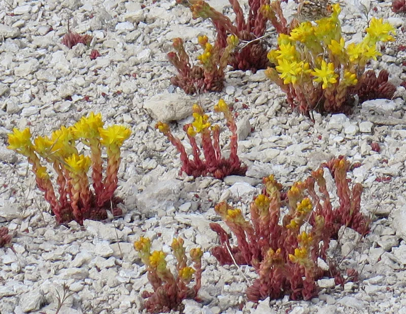 Lanceleaf Stonecrop